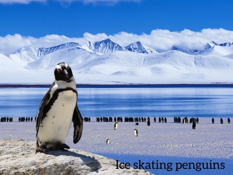 pingouin sur la glace
